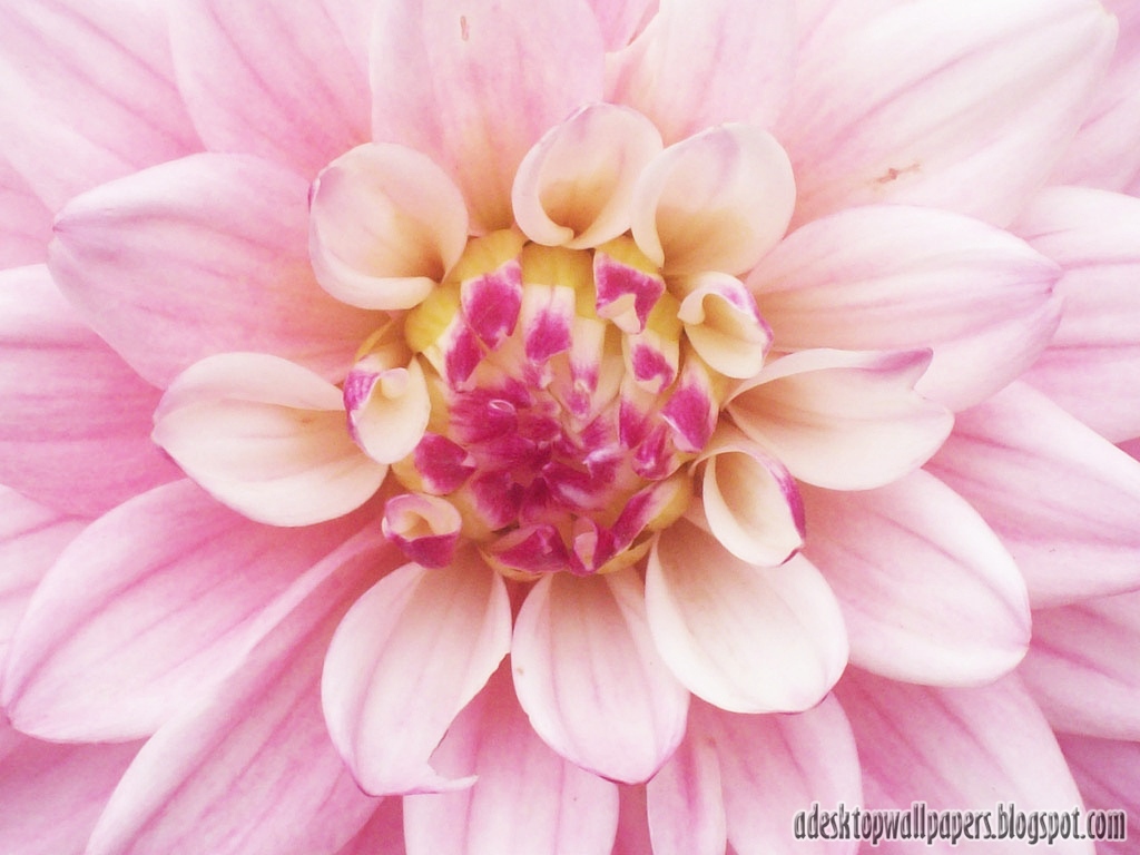 Dahlia Flower Desktop Wallpaper Pc