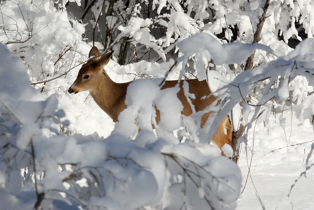 Snow Deer