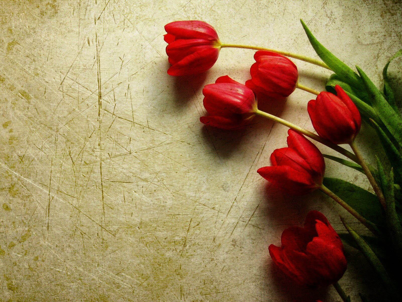 Red Tulips Wallpaper Nitish Dangerous