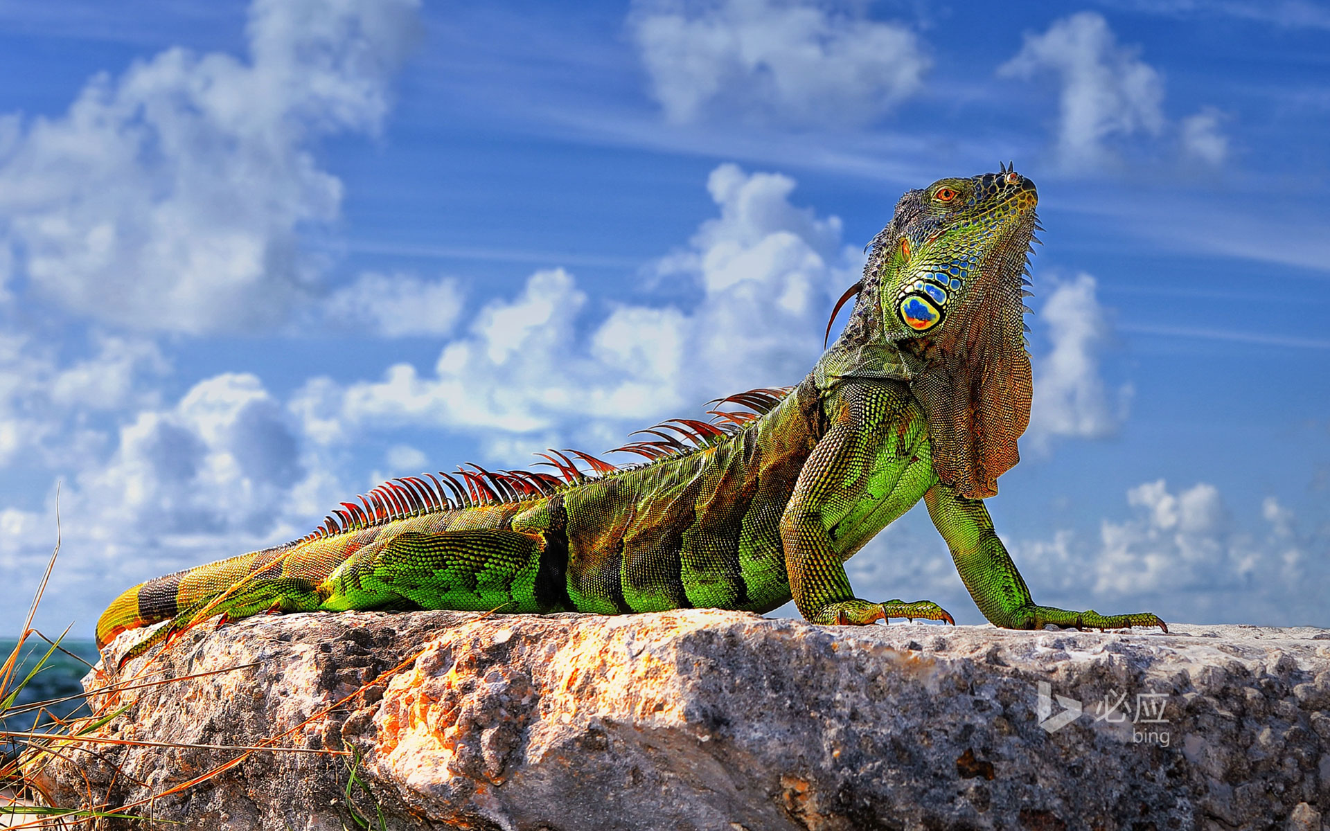 Common iguana in the Florida Keys HD Bing Wallpaper Archive