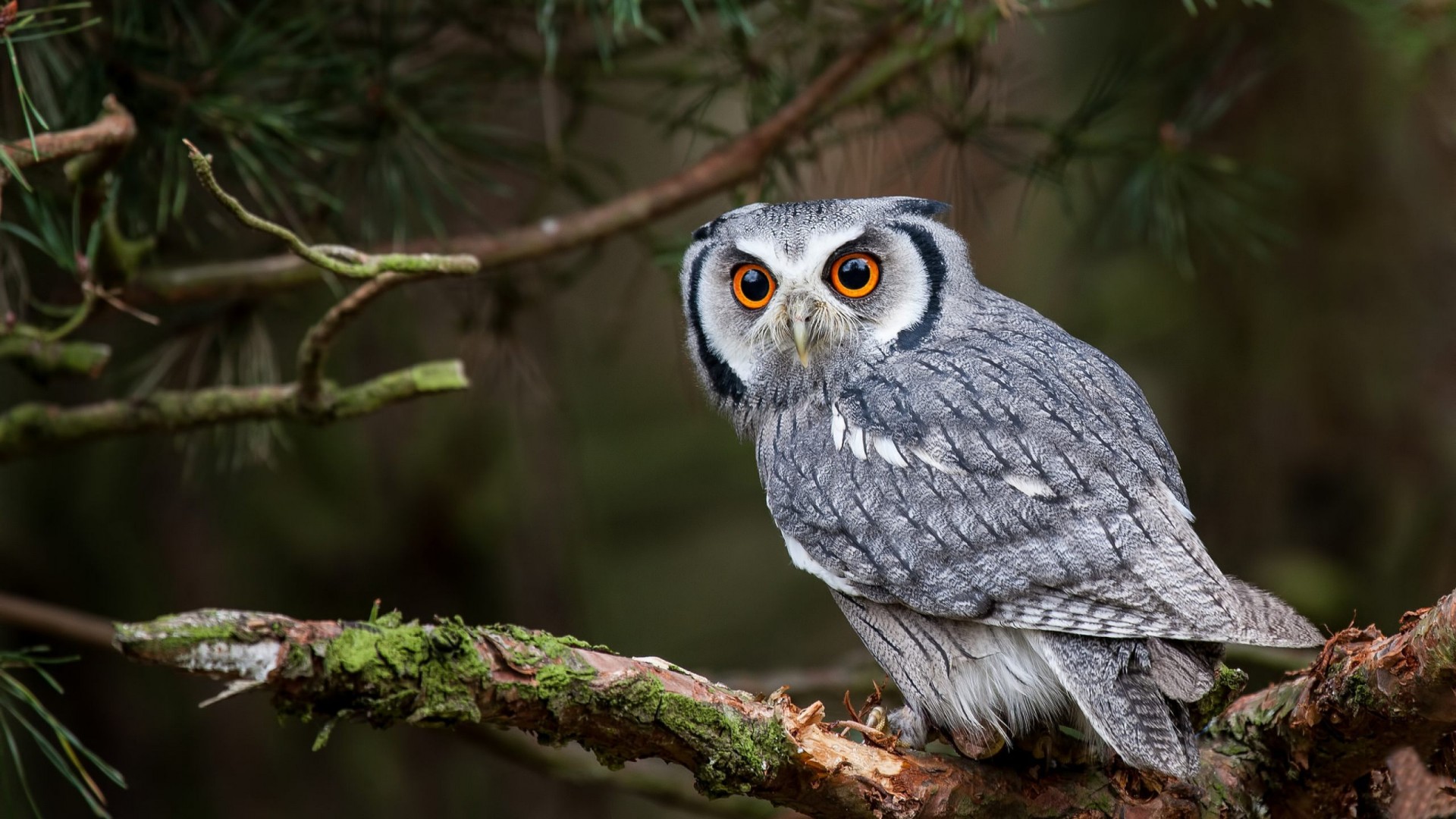 Animal Owl Background