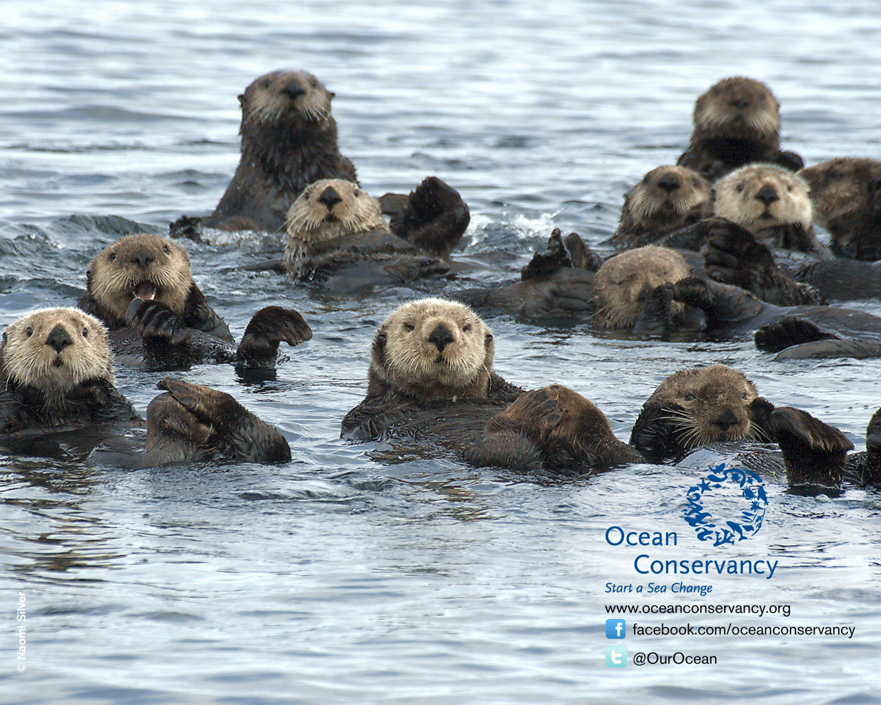 Sea Otter HD Wallpaper ImgHD Browse And Image