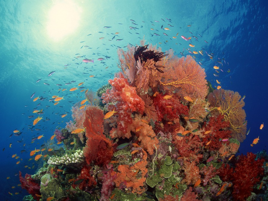 Corral Reef Plants Fish Desktop Wallpaper Uploaded by ejcsuka 900x675