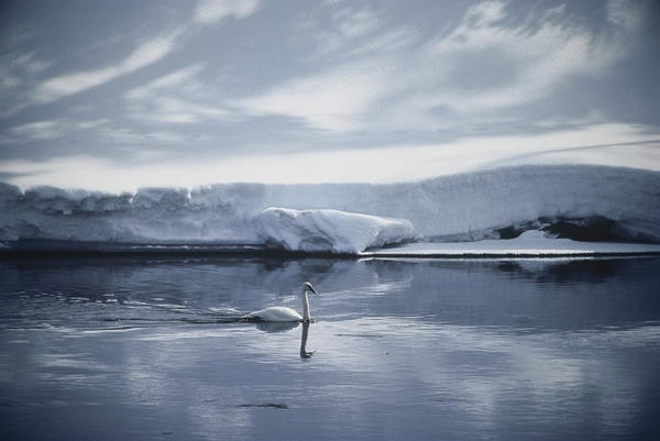 Snow Swans Wyoming Yellowstone Rivers Birds Animals HD Wallpaper