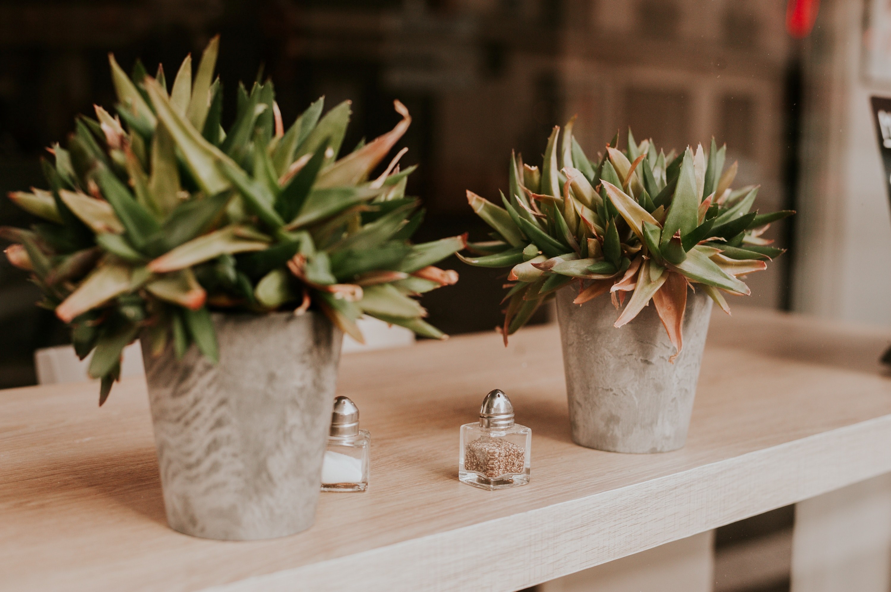 Two potted succulent plants sit on a light wooden table, accompanied by salt and pepper shakers.  A blurred background hints at an indoor setting, possibly a cafe or restaurant
