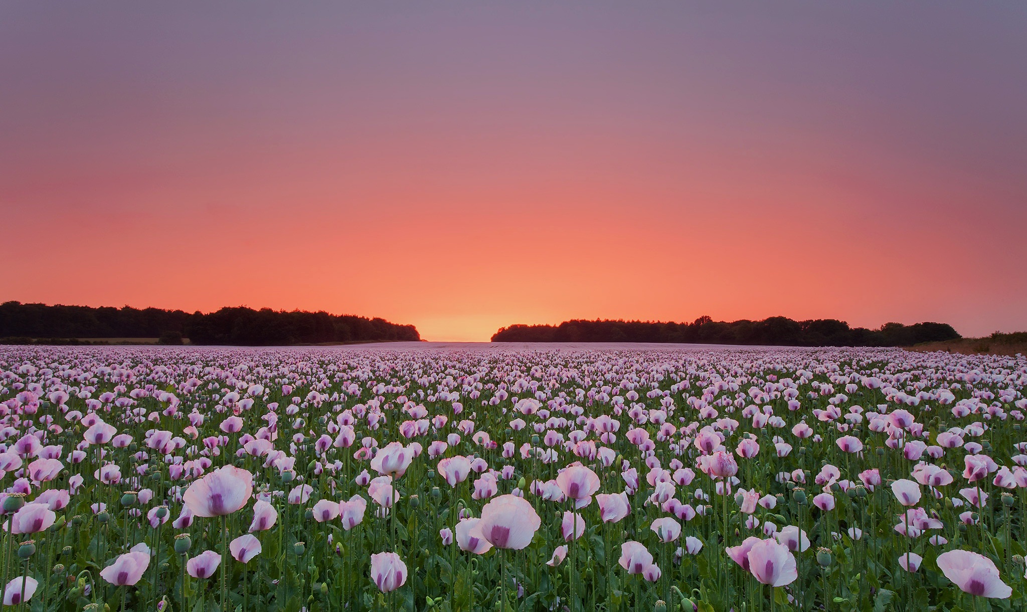 Poppy Flowers Field Laptop Full HD 1080p 4k Wallpaper