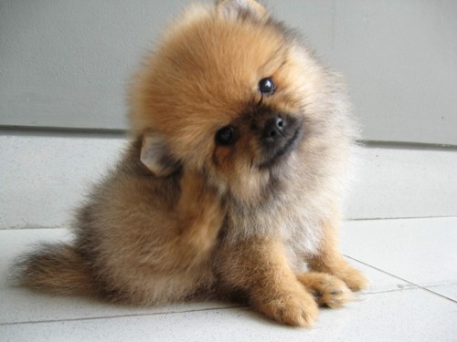 Pomeranian Dog Pictures Names Price Cute And Funny Pet Wallpaper