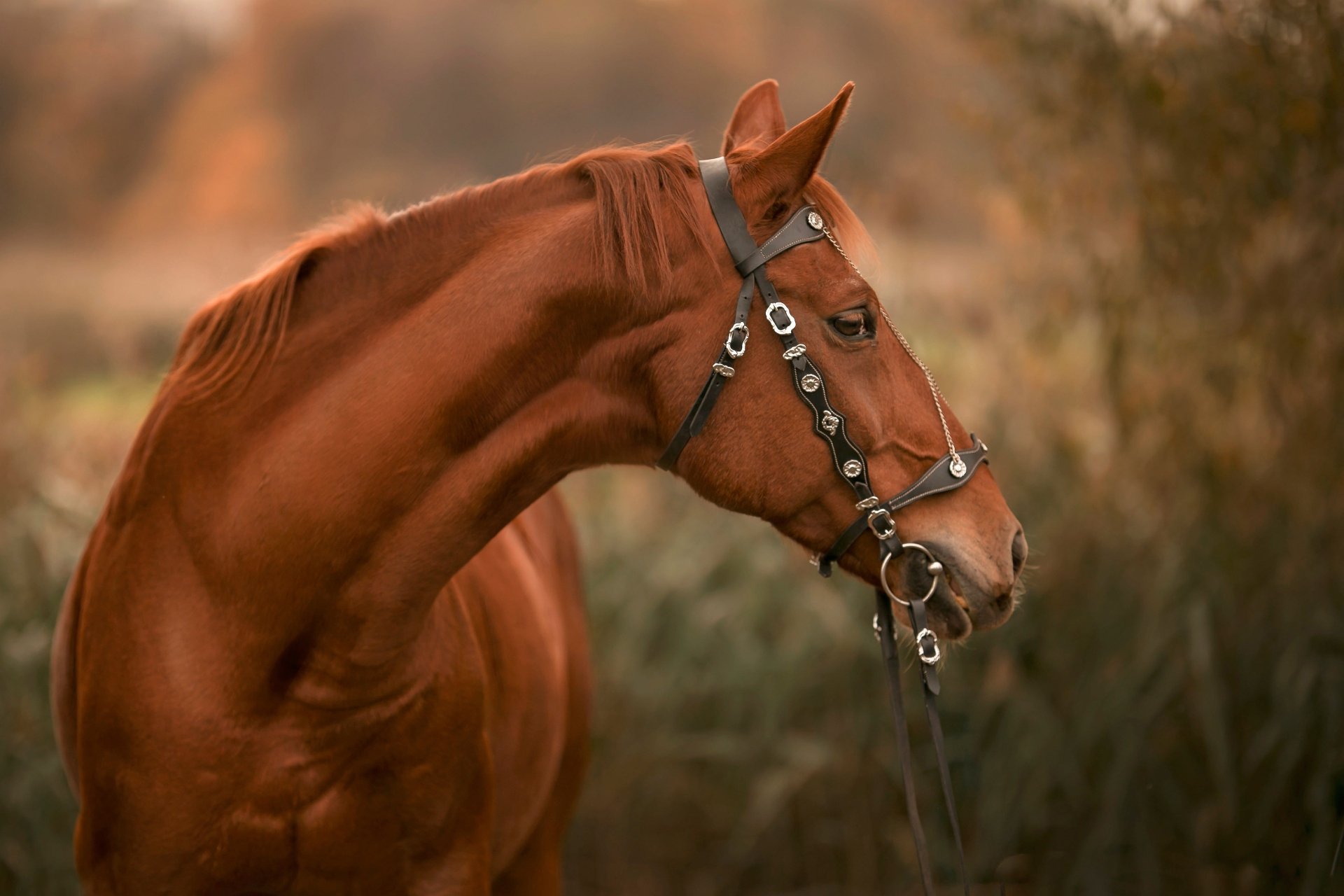 A majestic chestnut horse with a bridle, in a tranquil autumn setting