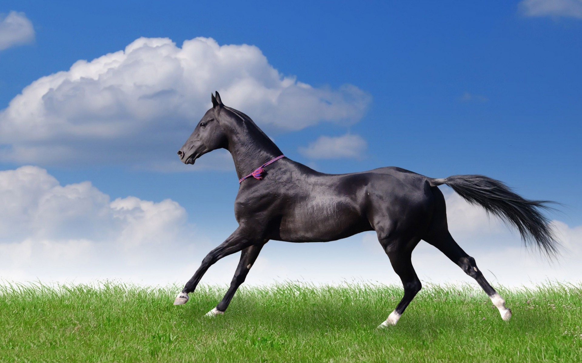 Black Horse Runs Full HD Wallpaper Rocks