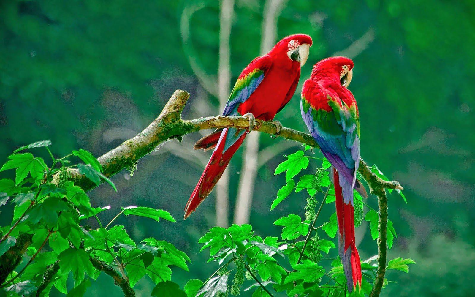 two red parrots sitting on branch of tree A beautiful bird wallpaper 1600x1000