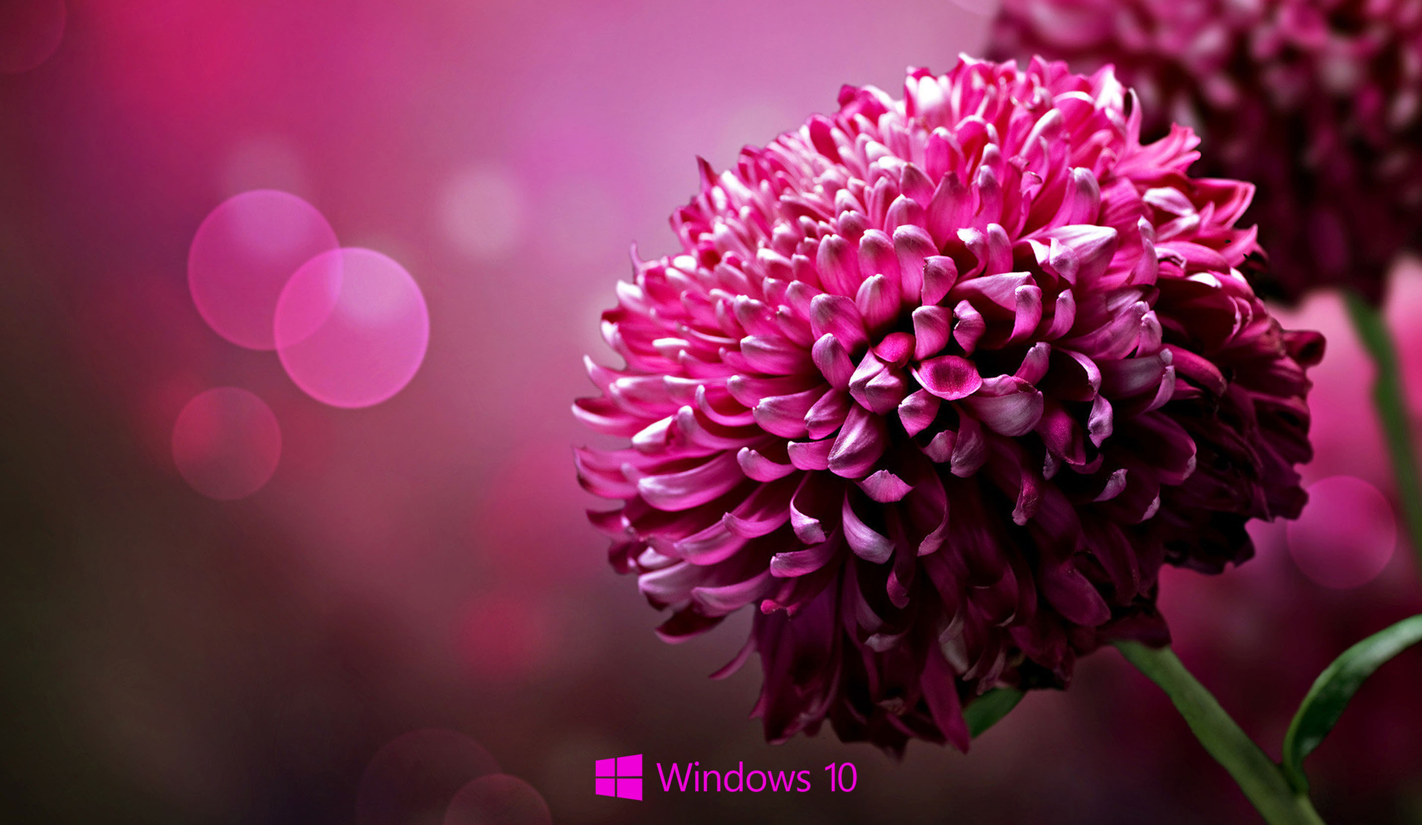 Desktop Background For Windows Purple Flower HD Wallpaper