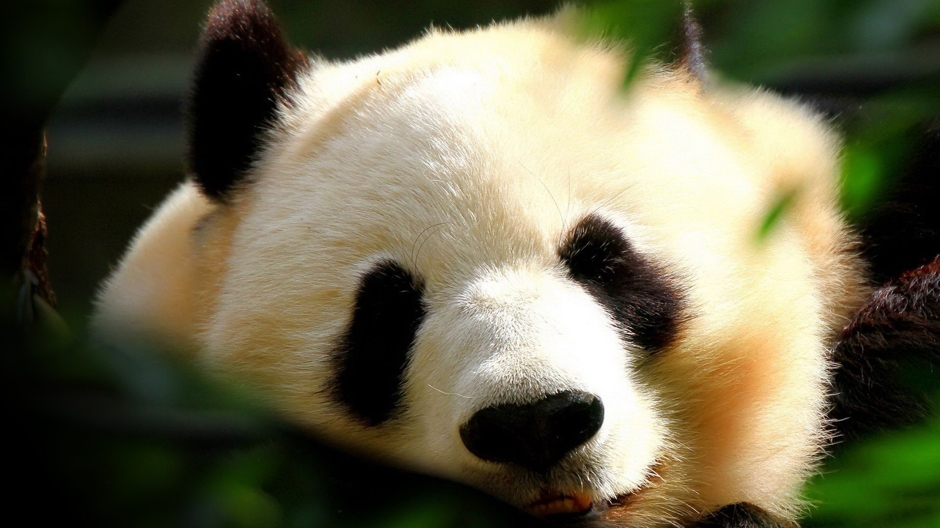 Wallpaper Panda Full HD 1080p Adorable