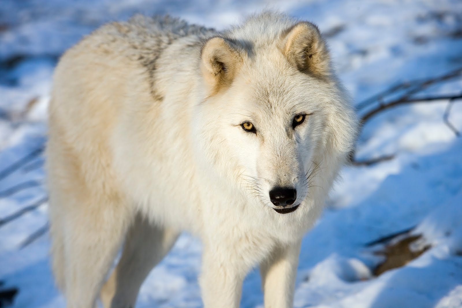 Desktop Arctic Wolf Photos Wallpaper