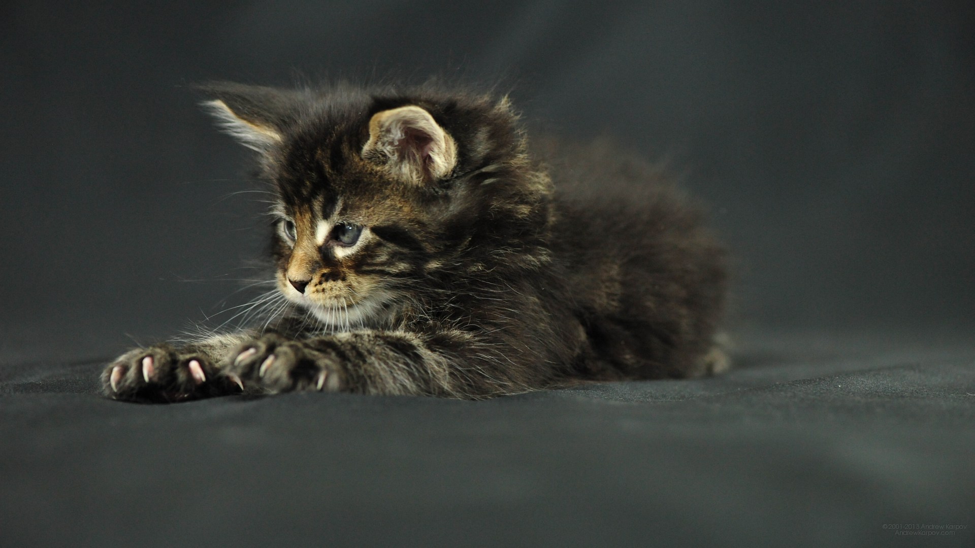 Image Wallpaper Pictures Maine Coon Kitten