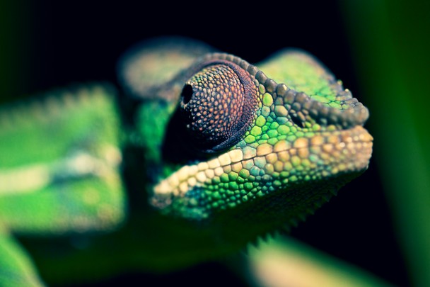 Panther Chameleon   National Geographic Photo Contest 2013   National