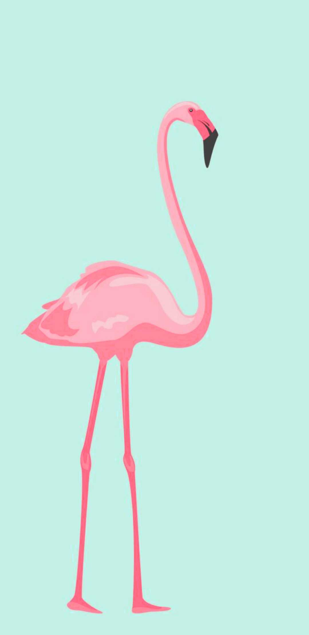 Flamingo Wallpaper