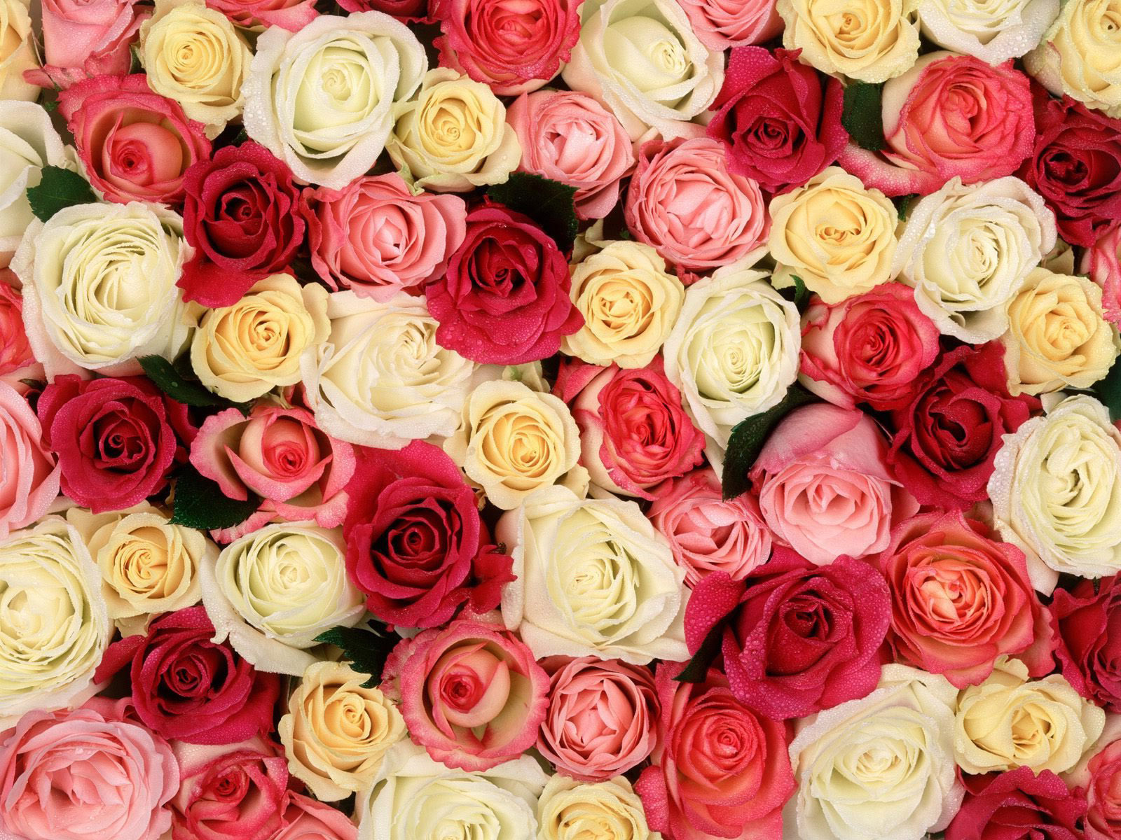 Roses Background Gallery Yopriceville High Quality
