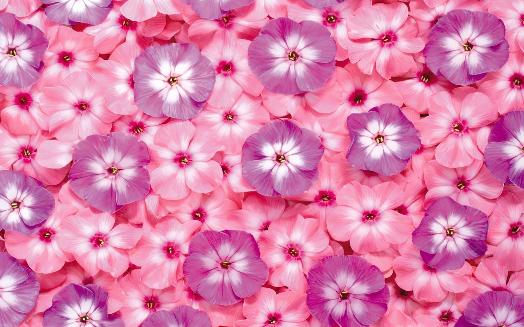 Pink And Purple Flowers Wallpaper