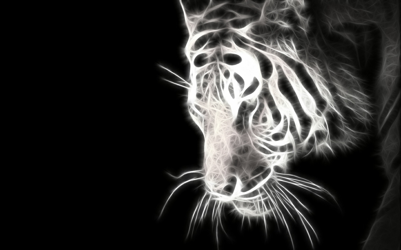 black fractual Tiger in White Animals Cats HD Desktop Wallpaper 800x500