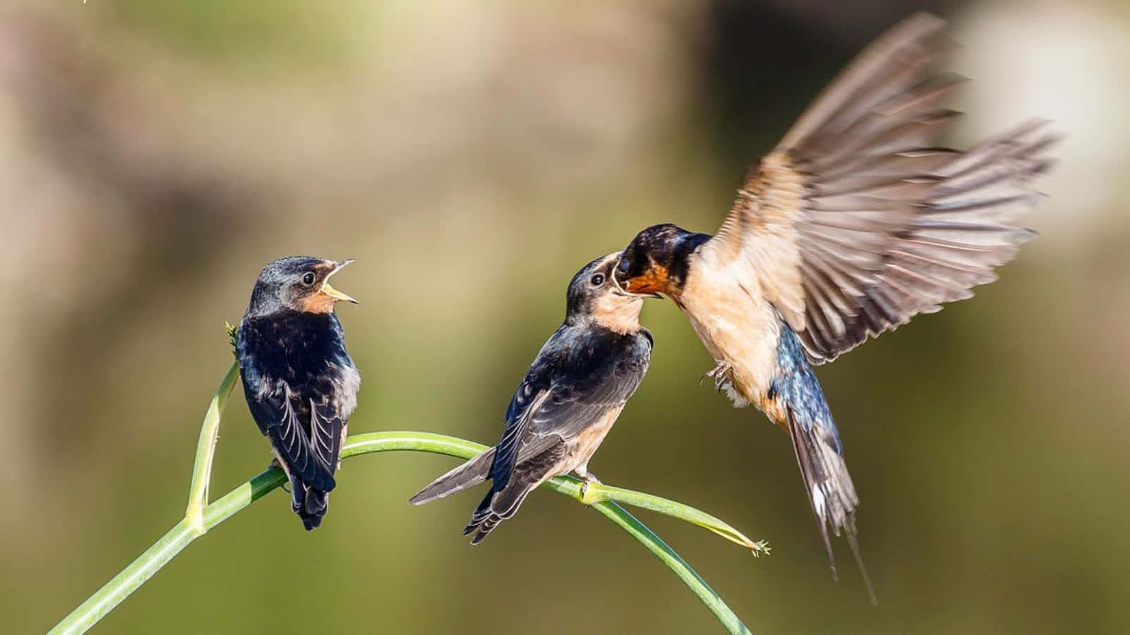 Mother Bird Picture Wallpaper