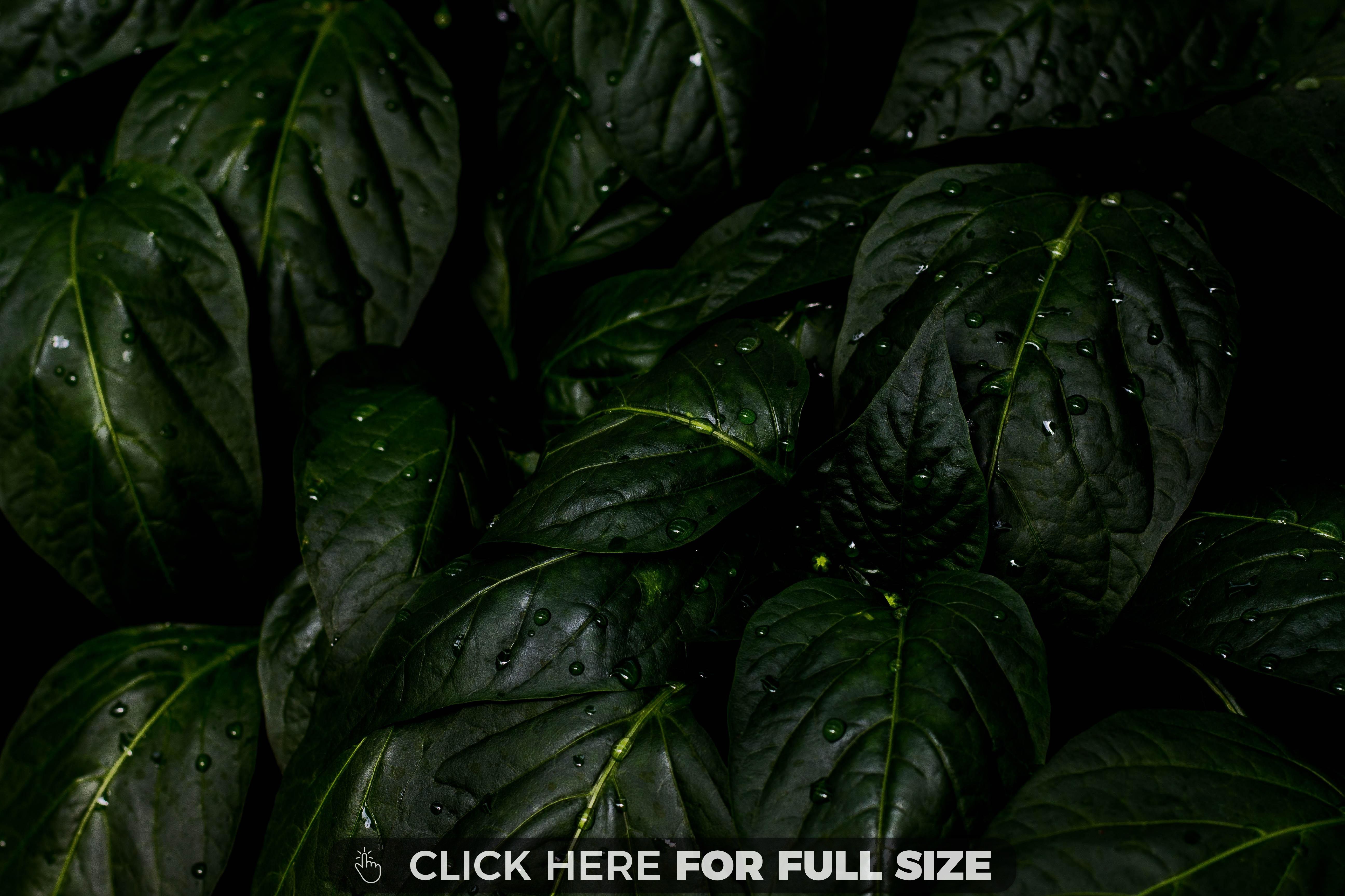 Green Leaves After Rain 4k Wallpaper