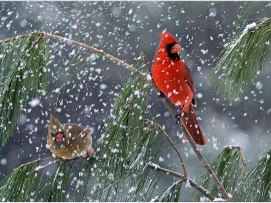Winter Birds Wallpaper Image Pictures Becuo