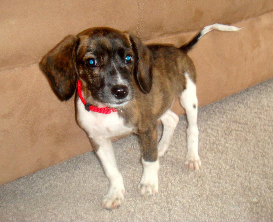 Border Terrier Cross Beagle Boston Mix