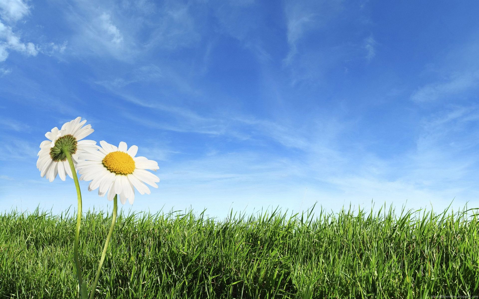 Two Flowers At Field Nature Background Powerpoint