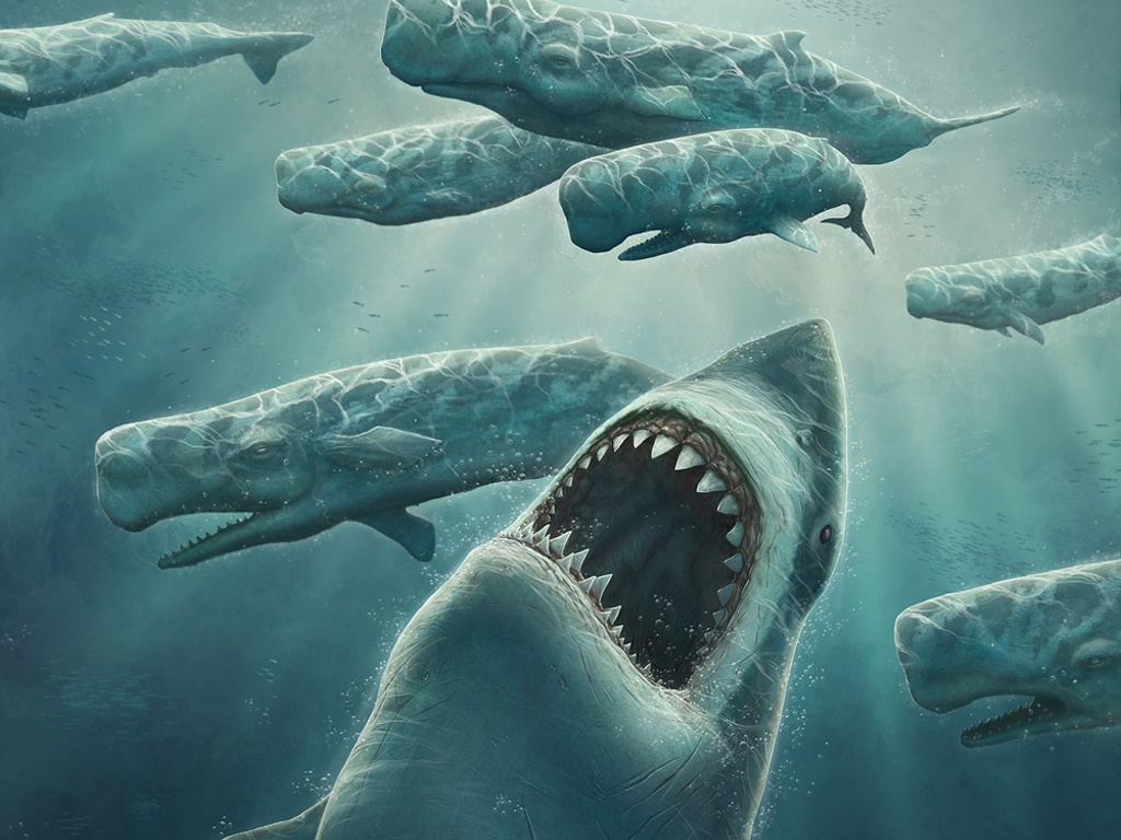 Megalodon Wallpapers 52 images