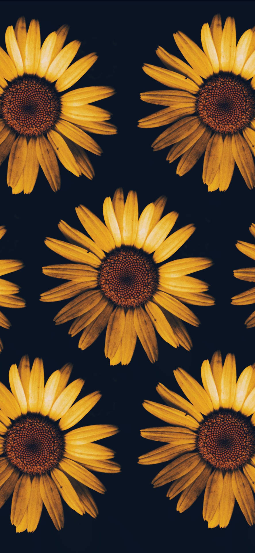 Sunflower iPhone Tq3q4h6sw8od19js Wallpaper