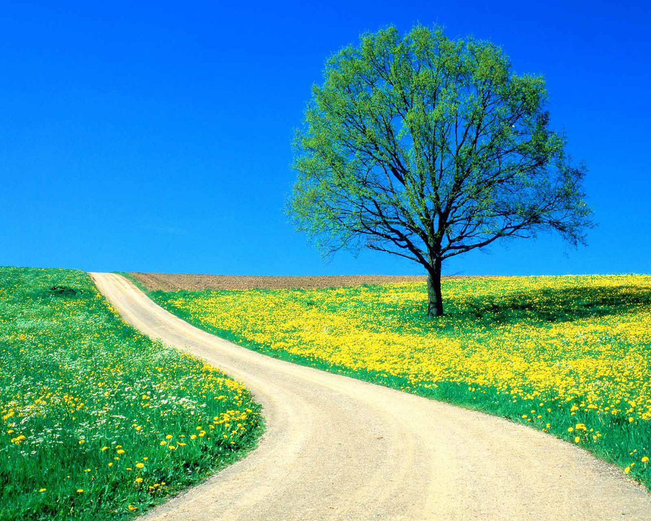 Blue Sky Spring Road Beautiful Wallpaper For