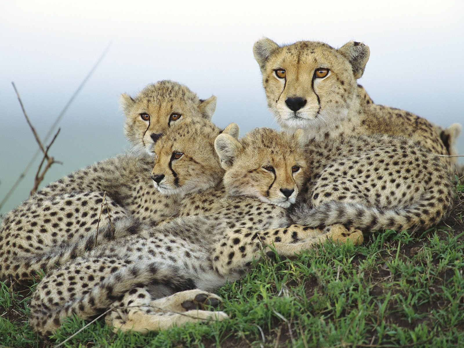 Animal Cubs images Cheetah with Cubs wallpaper photos