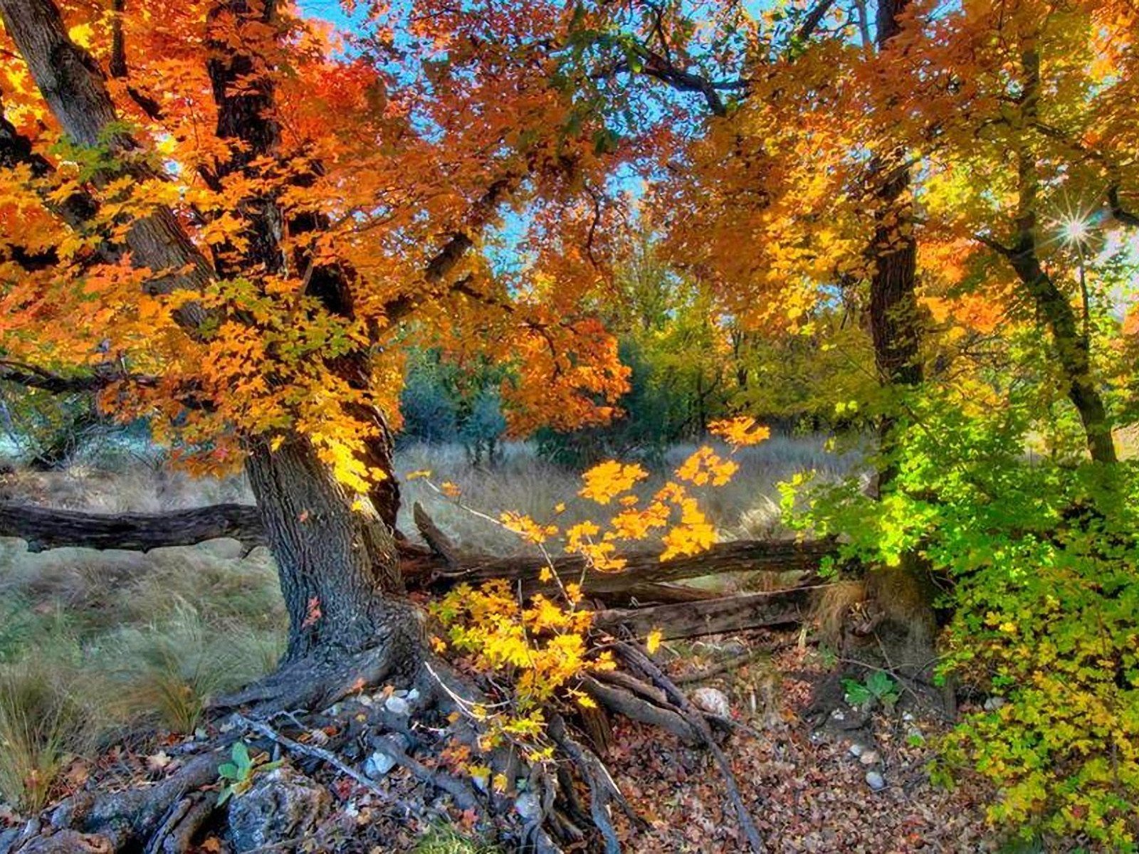 Witcher Saskia Wallpaper Autumn Beautiful HDr Landscape Html