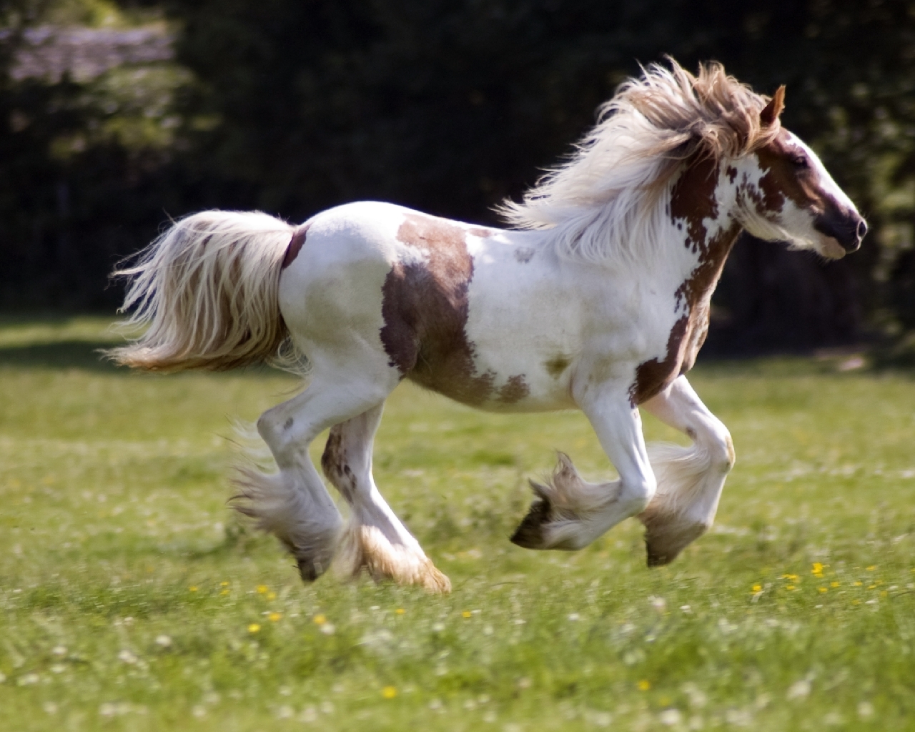 Horse Wallpaper Puter Screensavers And Horses