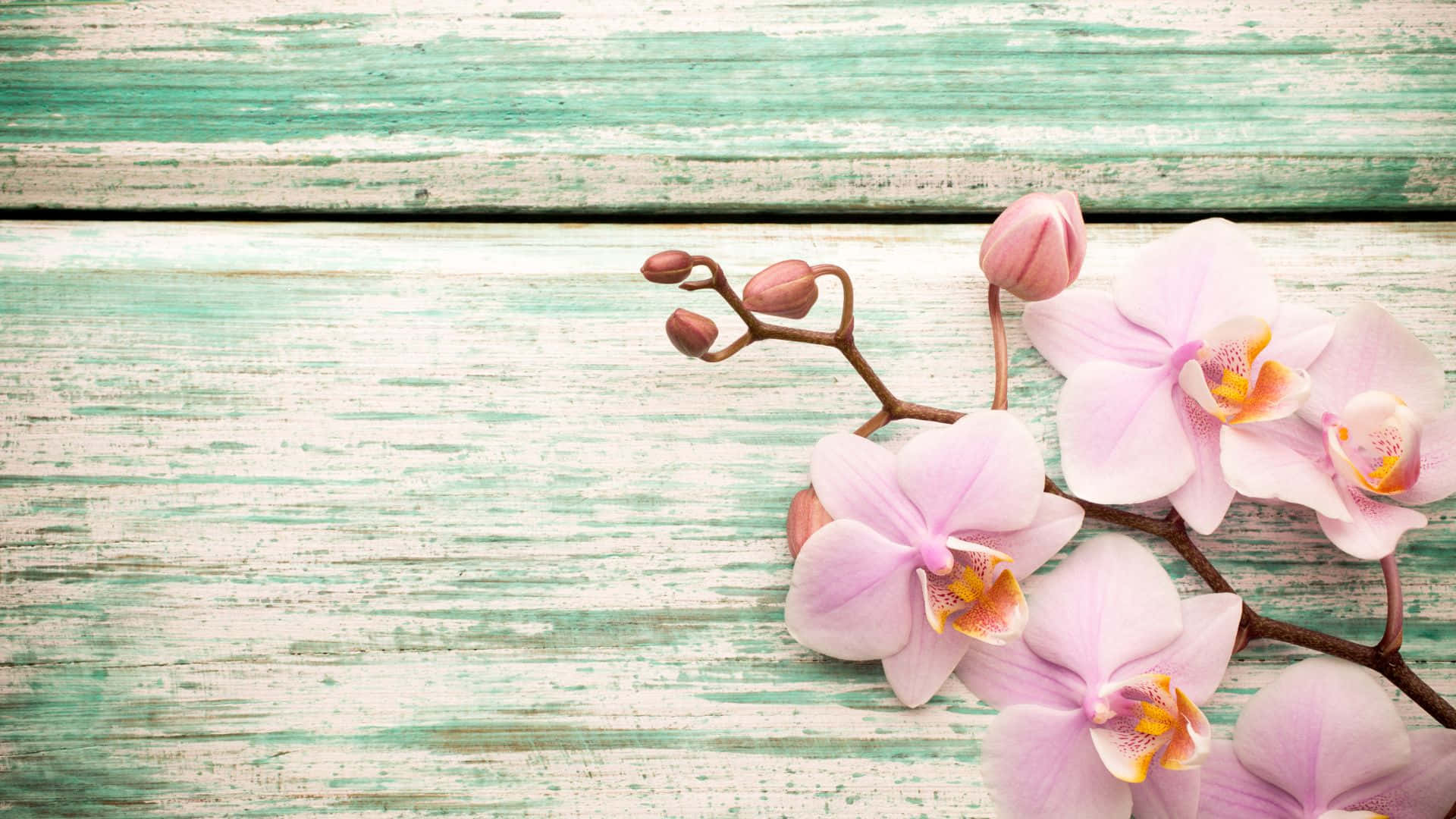 Orchids Background Wallpaper