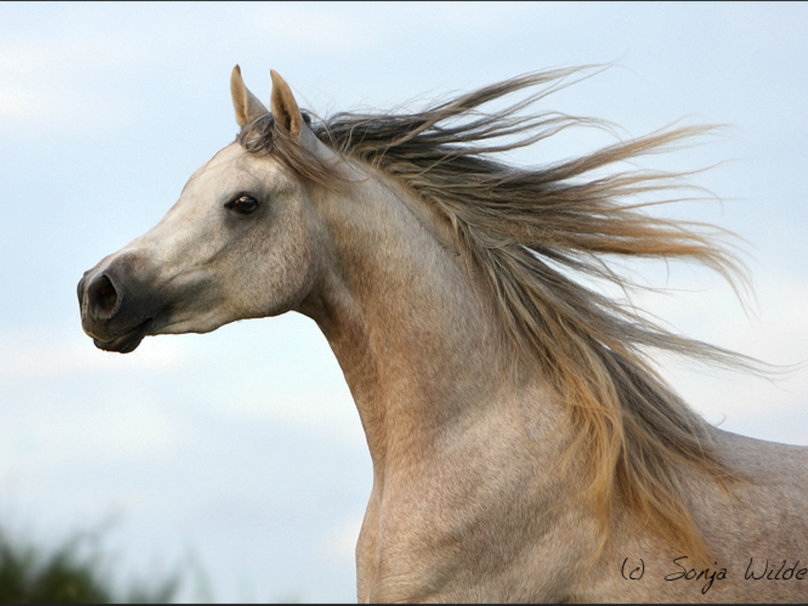 Beautiful Arabian Horse Wallpaper