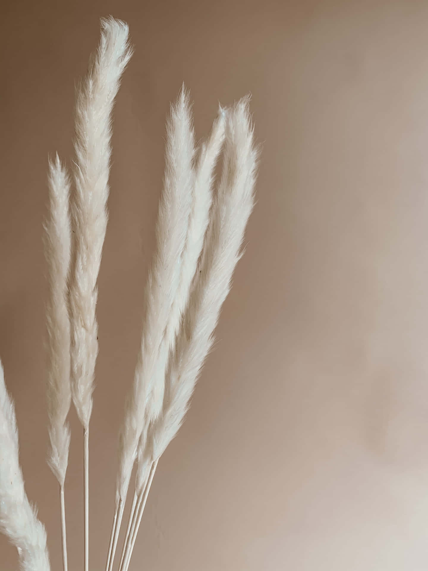 Decoration Of Pampas Grass Background Wallpaper