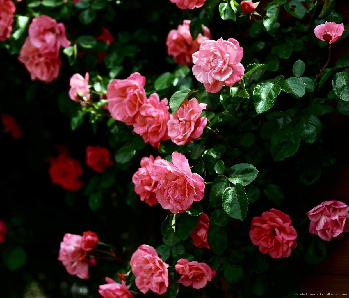 Pink Galaxy Wallpaper Roses