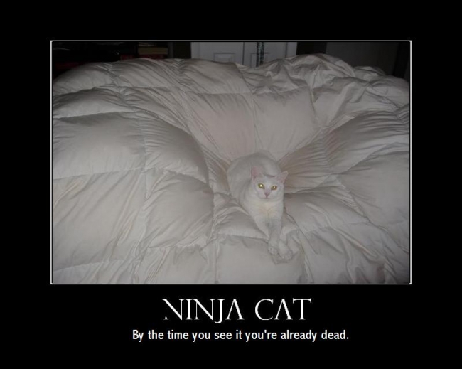 Ninja Cat Picture