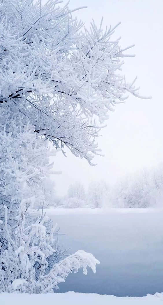 Snow iPhone Wallpaper