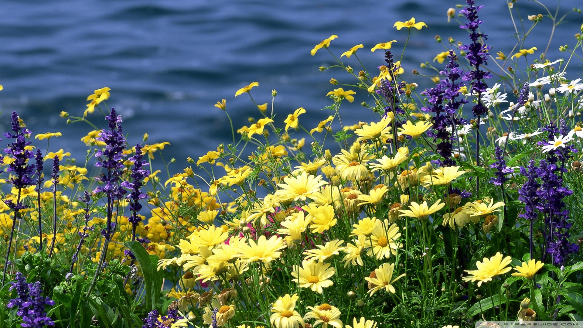 Wildflower Wallpaper Desktop