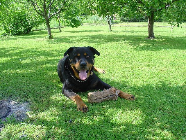 Related Pictures rottweiler big dog picture