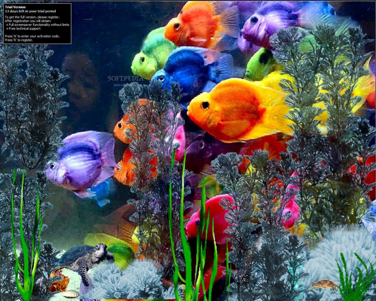 Screensaver The Fishy Rainbows Will Display Beautiful