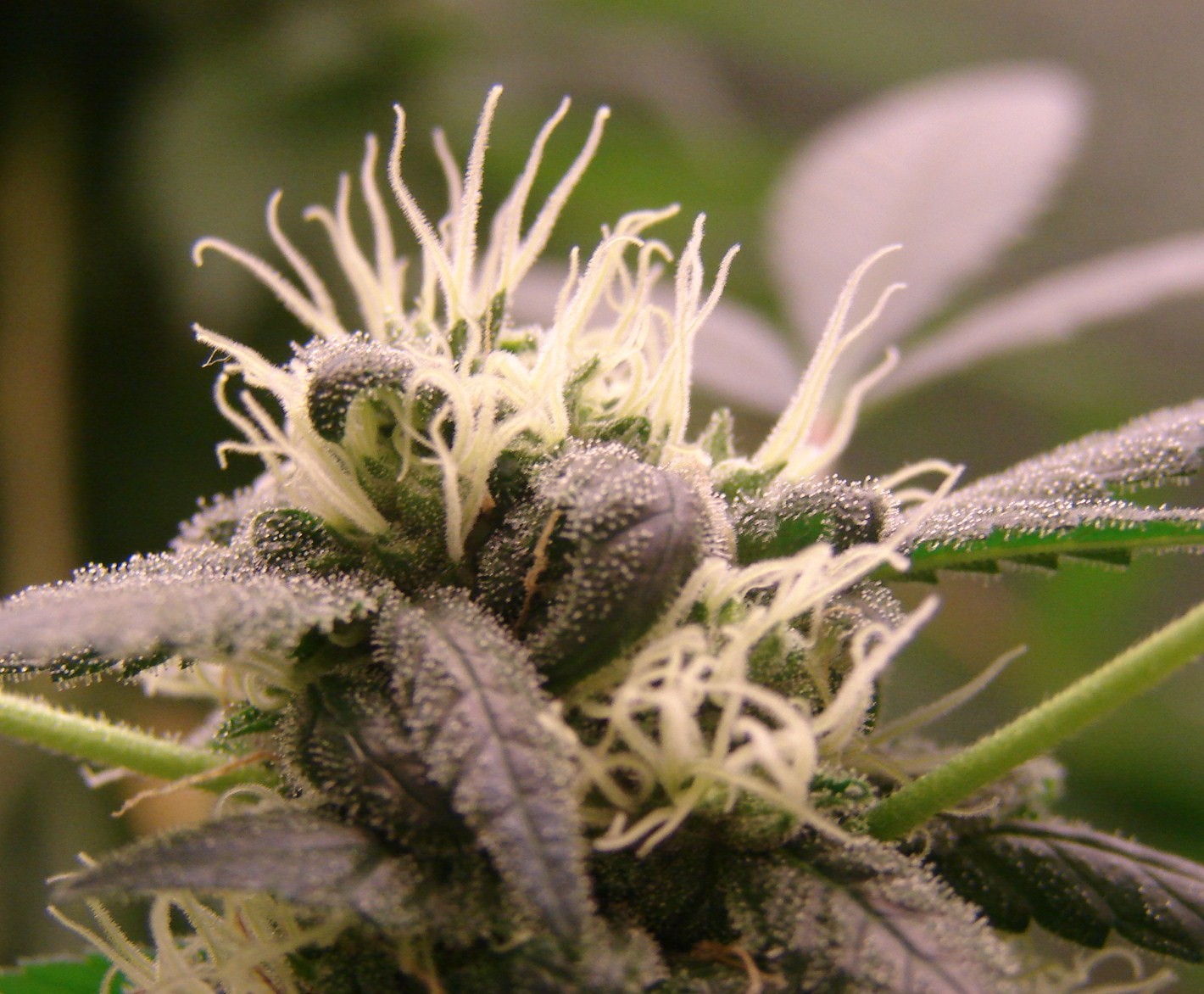 Best Buds Photo Cannabis Gallery Growing Indoor