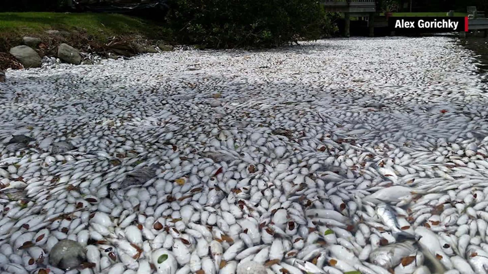 Fish Kill In Florida S Indian River Lagoon Heartbreaking Image