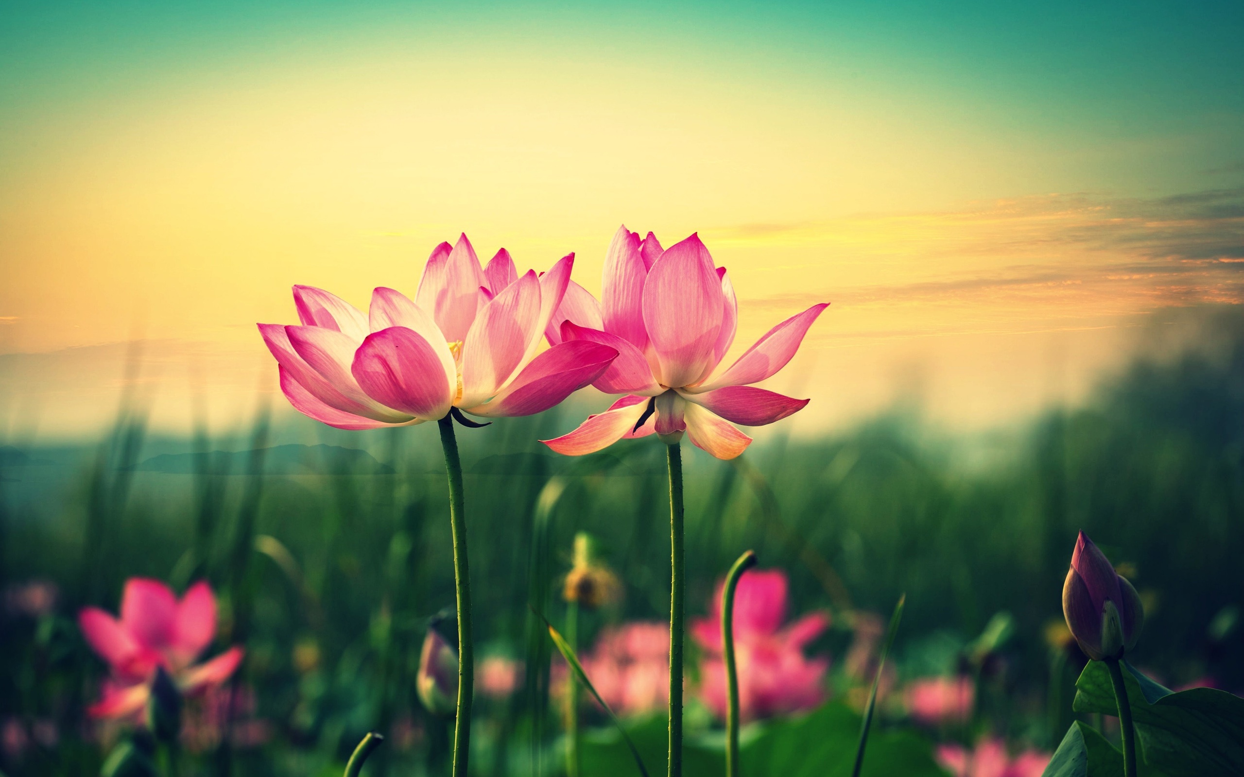 Wallpaper Pink Lotus Flowers At Sunset