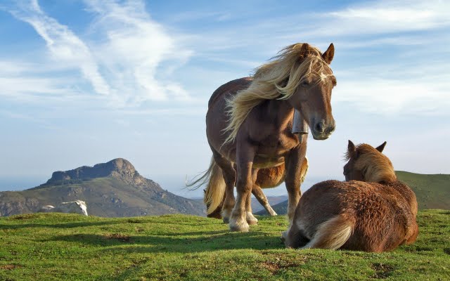 Resolution Two Horses Wallpaper In Animals Other Desktop