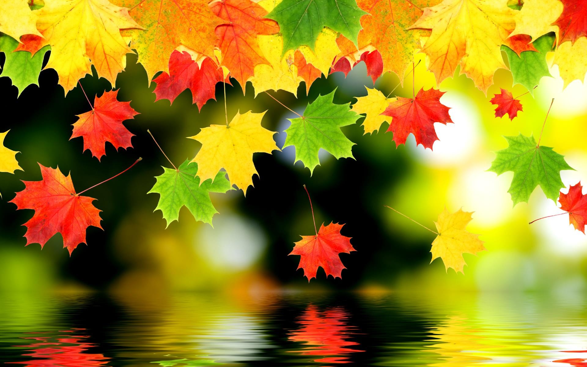 Vibrant autumn leaves falling onto a reflective water surface, creating a serene and colorful fall scene