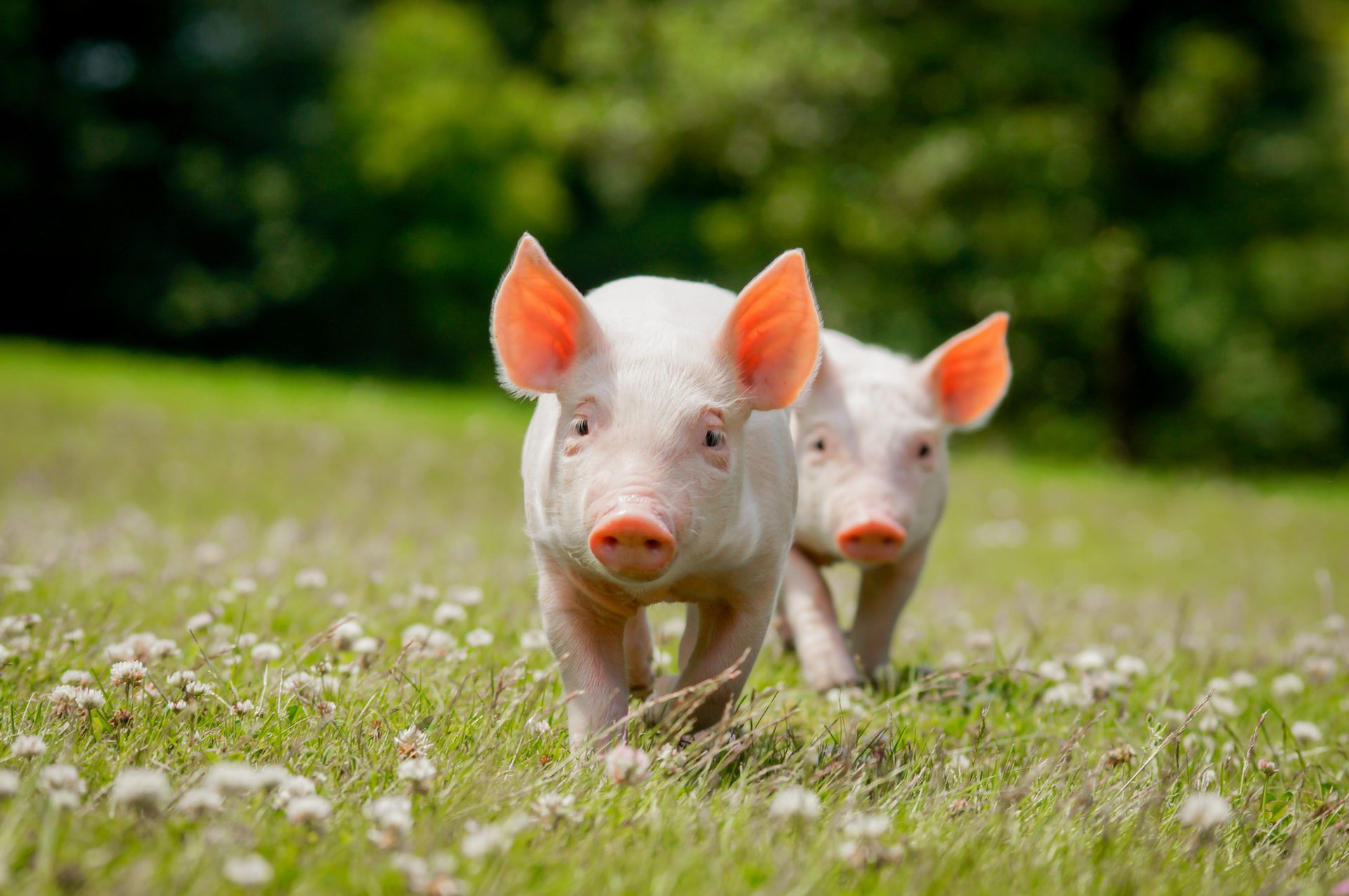 Spring Pig Wallpaper