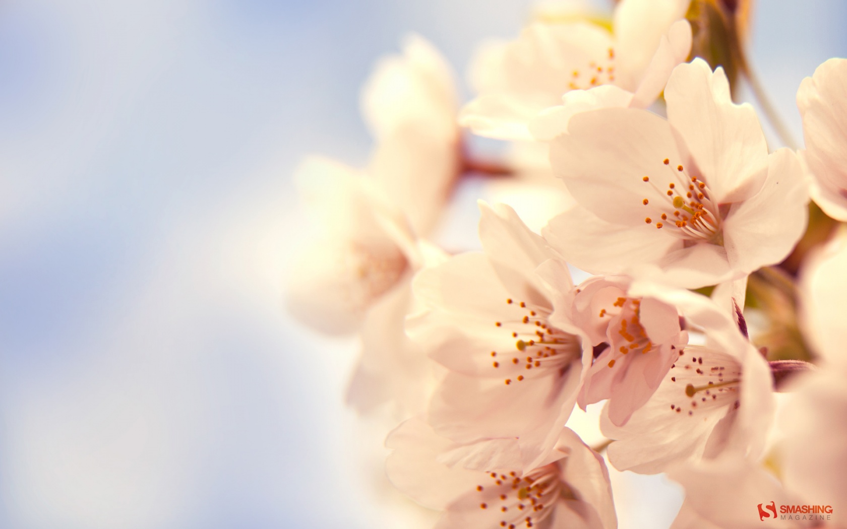 Cherry Blossom Desktop Pc And Mac Wallpaper